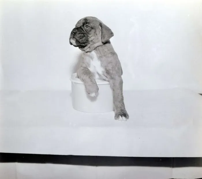 Framed Print : Boxer pup sitting in bowl on table Dog dogs puppy puppies January 1966