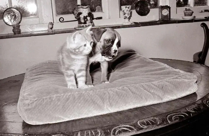 Framed Print : Boxer pup wrestling ginger tabby kitten 1960s A©Mirrorpix Framed Print : Boxer pup wrestling ginger tabby kitten 1960s A©Mirrorpix