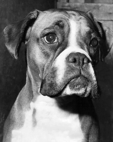 A boxer waiting to be judged at Crufs