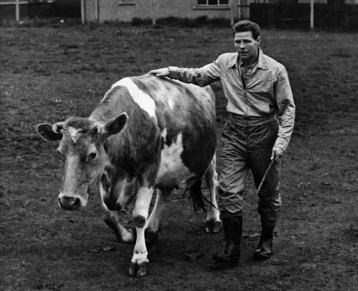 Framed Print : Boxer Wally Thom seen here herding in a cow on his West Kirby farm. May 1956 P012369 Framed Print : Boxer Wally Thom seen here herding in a cow on his West Kirby farm. May 1956 P012369
