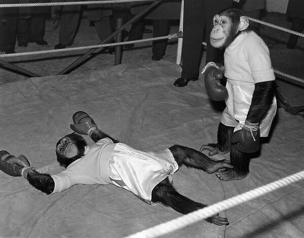 The boxing chimps at Bertram Mills Circus