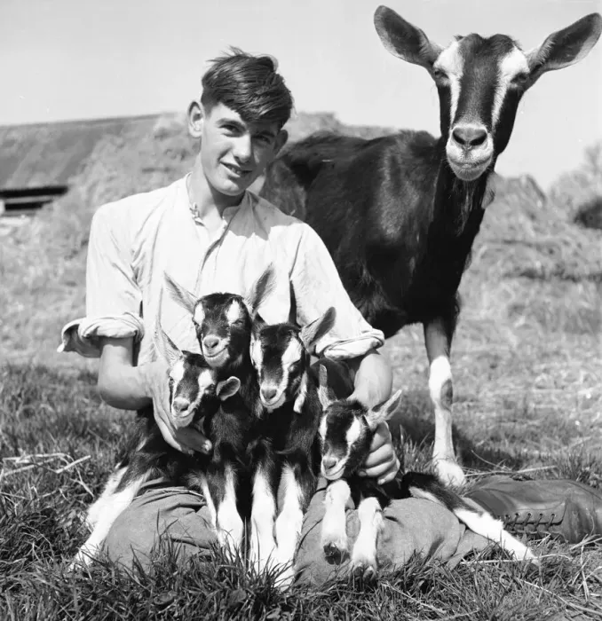 Framed Print : Boy with a goat and kids at Birling Goat Farm. 18th April 1945 Framed Print : Boy with a goat and kids at Birling Goat Farm. 18th April 1945