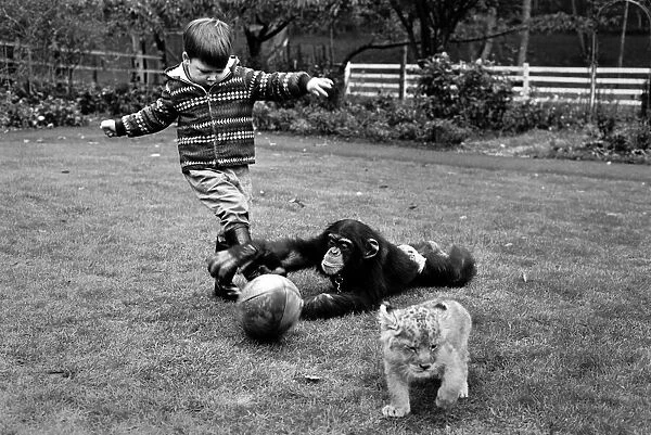 Boy playing rugby with his pet chimp Charles at the Longleat Lion Reserve All is