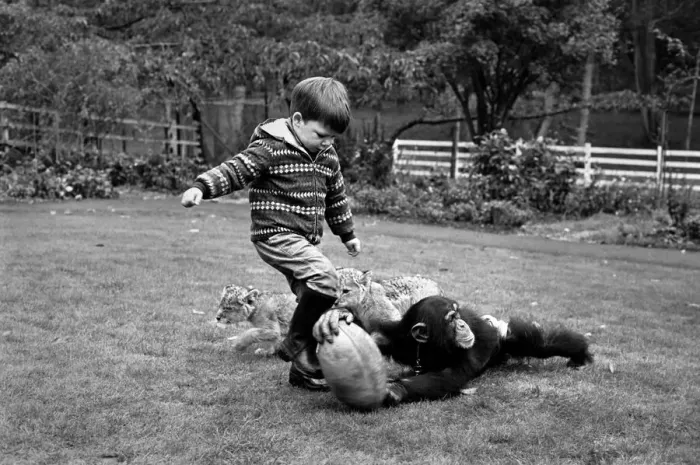 Framed Print : Boy playing rugby with his pet chimp Charles at the Longleat Lion Reserve All is
