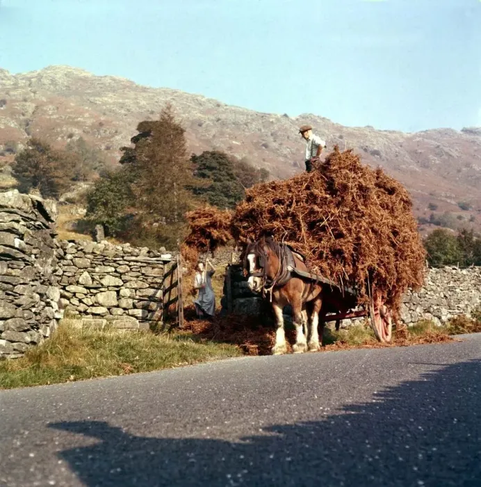 Framed Print : Bracken gathering in Langdale Westmoreland October 1961 Framed Print : Bracken gathering in Langdale Westmoreland October 1961