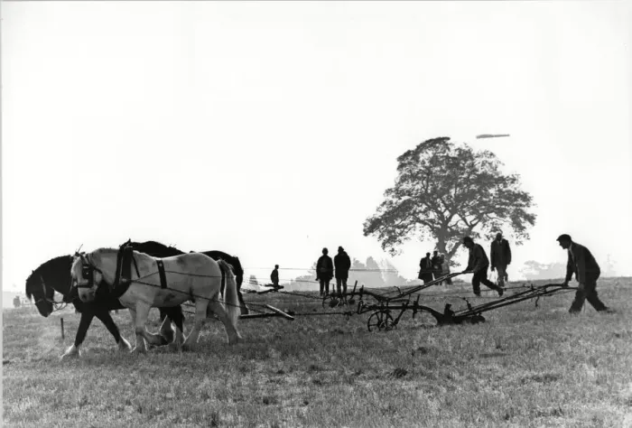 Framed Print : Brailsford and District ploughing and hedge cutting match. 15th October 1988 Framed Print : Brailsford and District ploughing and hedge cutting match. 15th October 1988