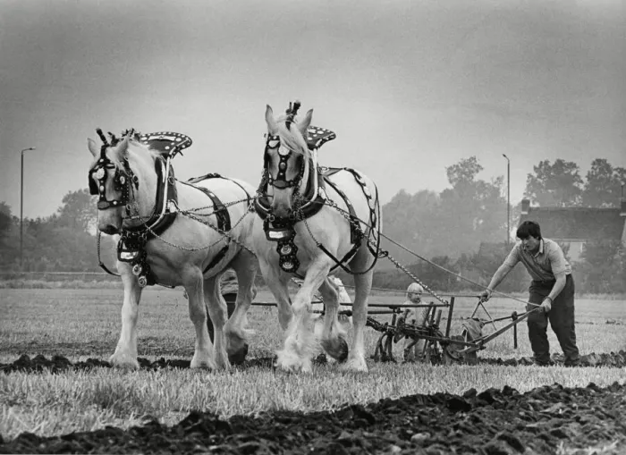 Framed Print : Brailsford Ploughing & hedgecutting 15th October 1986