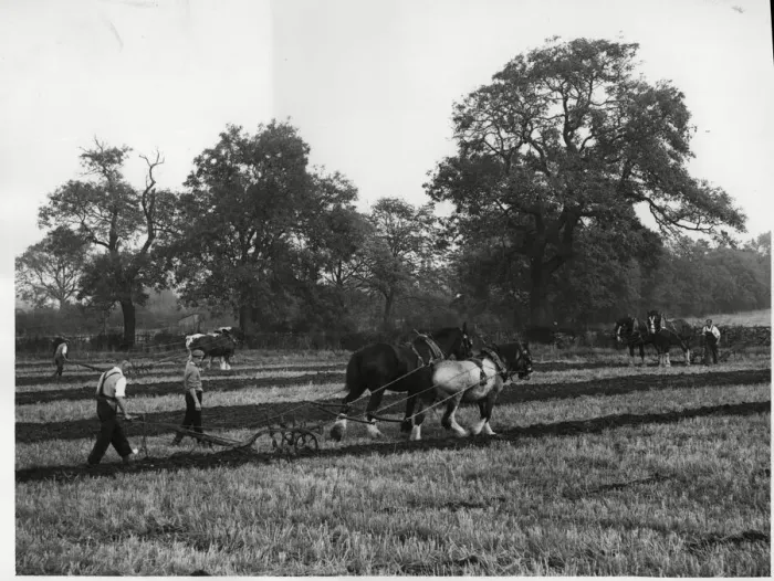 Framed Print : Brailsford ploughing match 15th October 1961 Framed Print : Brailsford ploughing match 15th October 1961