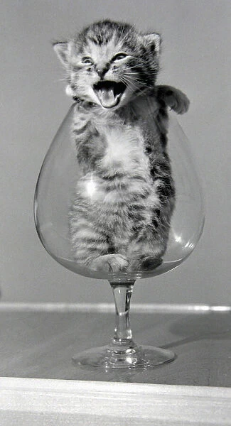 Brandy the 3 week old kitten in a brandy glass. October 1954