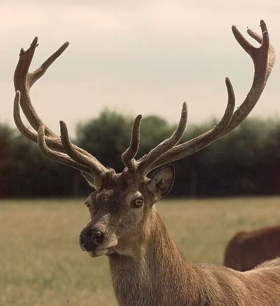 Breeding stag, deer. Knowle. 1998