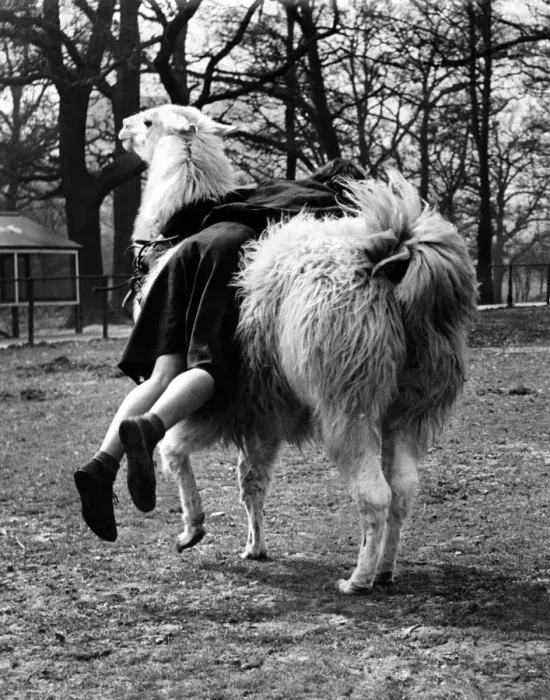 Framed Print : Brenda Yates of Chessington is only 14, but has a way with the animals at the Chessington Framed Print : Brenda Yates of Chessington is only 14, but has a way with the animals at the Chessington