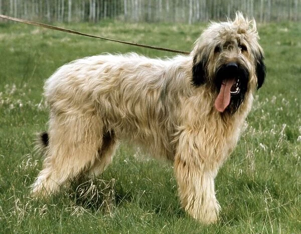 A Briard dog fill length on a lead June 1987