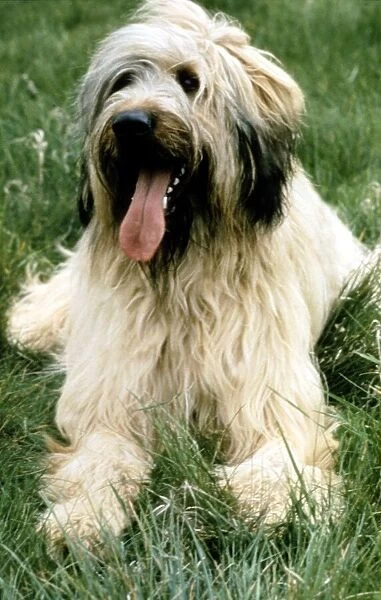A Briard dog sitting with his tongue hanging out june 1987 animal animas pet