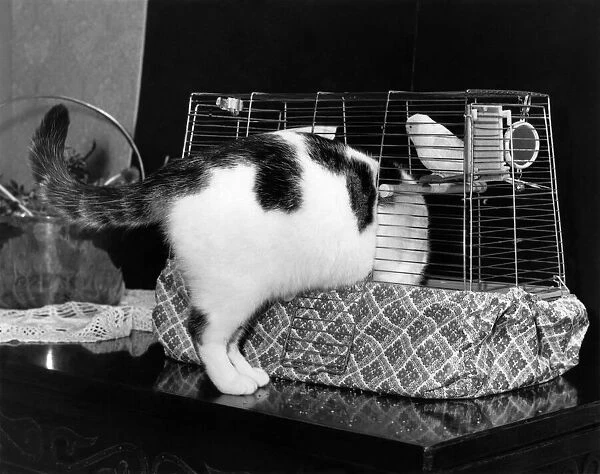 Bridget the cat squeezes in to the bird cage for a quiet nap