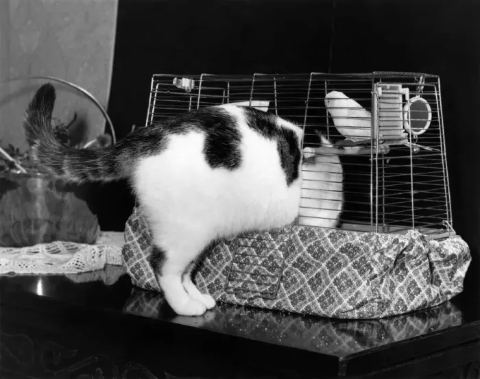 Framed Print : Bridget the cat squeezes in to the bird cage for a quiet nap Framed Print : Bridget the cat squeezes in to the bird cage for a quiet nap