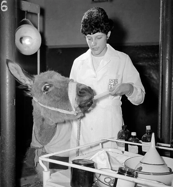 Bridie the donkey takes her flu medicine from Linda Williams at the PDSA in Woodford