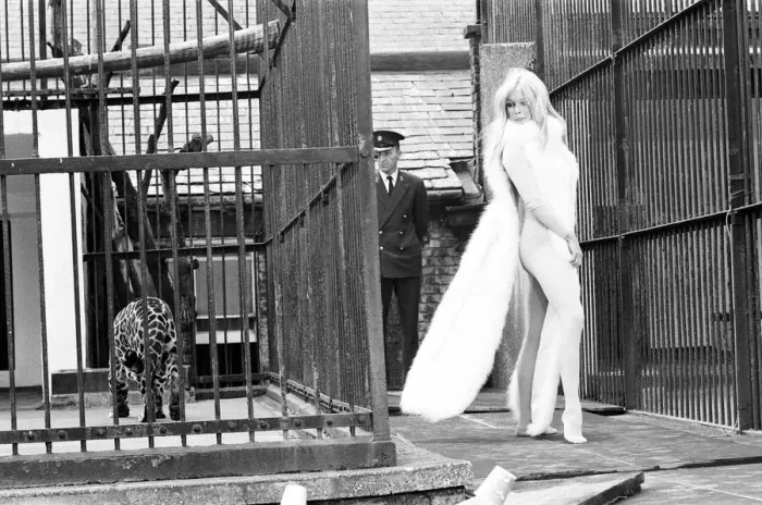 Framed Print : Brigitte Bardot French actress in skin tight catsuit with fur cape standing beside cage Framed Print : Brigitte Bardot French actress in skin tight catsuit with fur cape standing beside cage