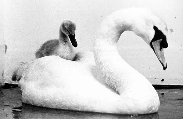 Bringing up baby. This male swan has taken on the tole of mother to this abandoned cygnet