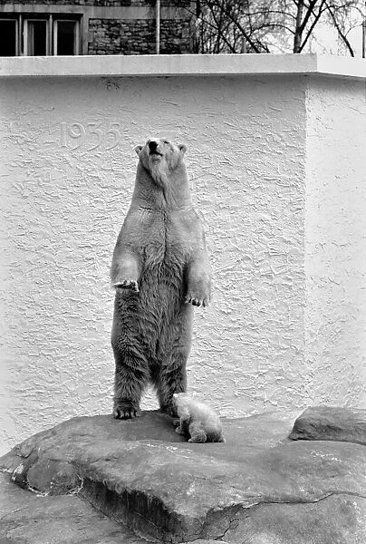 Bristol Zoo: Polar Bear and Cub: The baby Polar Bear at Bristol Zoo