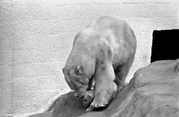 Bristol Zoo: Polar Bear and Cub: The baby Polar Bear at Bristol Zoo