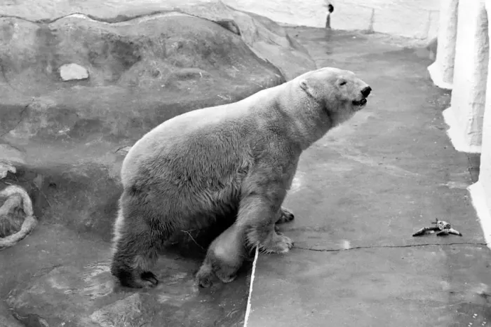 Framed Print : Bristol Zoo: Polar Bear and Cub: The baby Polar Bear at Bristol Zoo Framed Print : Bristol Zoo: Polar Bear and Cub: The baby Polar Bear at Bristol Zoo