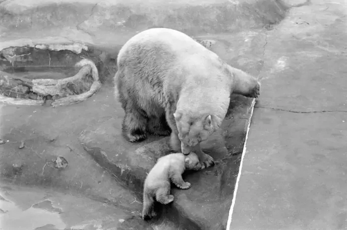 Framed Print : Bristol Zoo: Polar Bear and Cub: The baby Polar Bear at Bristol Zoo