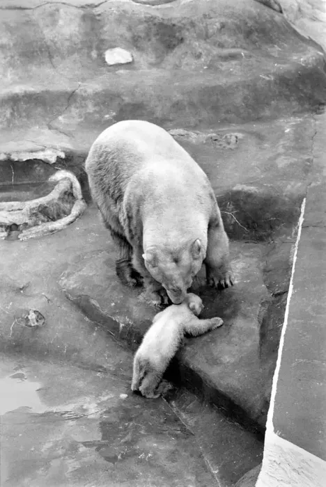Framed Print : Bristol Zoo: Polar Bear and Cub: The baby Polar Bear at Bristol Zoo