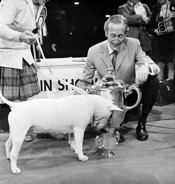 Britains top dog is white bull terrier - Champion Abraxas Audacity