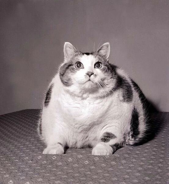 Britains Fattest Cat Large big overweight fat obese Sitting down looking