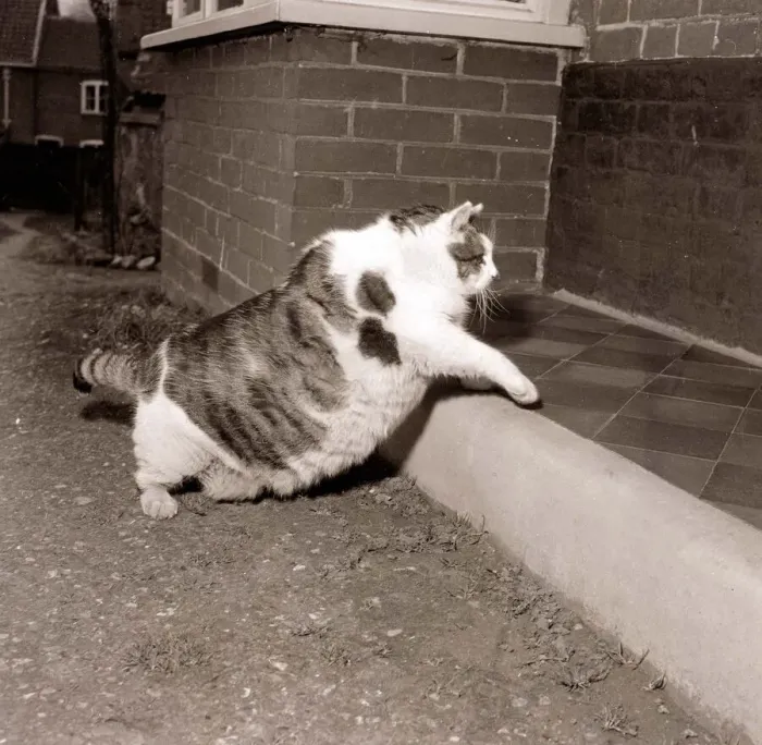 Framed Print : Britains Fattest Cat Large big overweight obese Walking climbing up step
