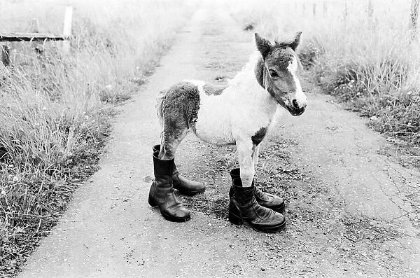 Britain's smallest Shetland Pony Lucky'. When she was born she was only 14