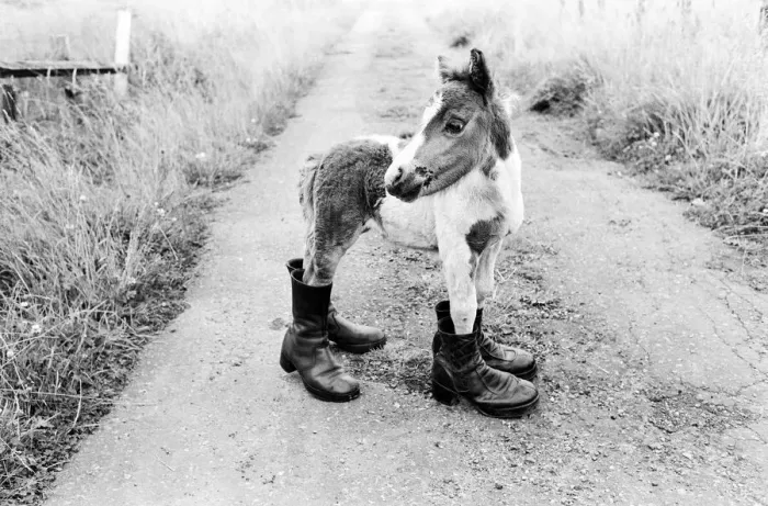 Framed Print : Britains smallest Shetland Pony Lucky. When she was born she was only 14 Framed Print : Britains smallest Shetland Pony Lucky. When she was born she was only 14