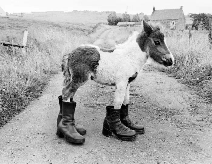 Framed Print : Britains smallest Shetland Pony Lucky. When she was born she was only 14 Framed Print : Britains smallest Shetland Pony Lucky. When she was born she was only 14