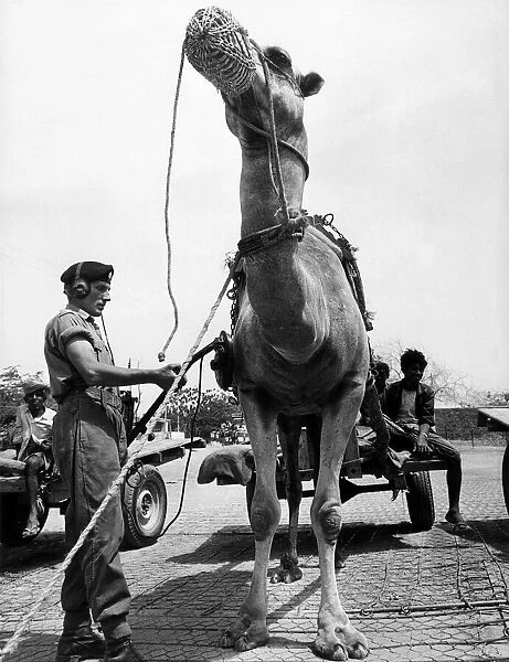 British army overseas in Yemen April 1966 Troops Army Soldiers Coldstream