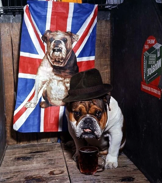 British bull dog Jasper and owned by Frey Foy with a pint of ale at the Manchester Dog