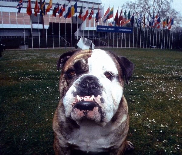 British Bulldog - April 1995 Animals Dogs