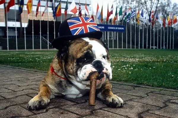 British Bulldog impersonating Wiston Churchill - April 1995 A©Mirrorpix