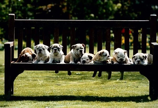 British Bulldog puppies on a park bench. Bulldogs Dogs Cute animals