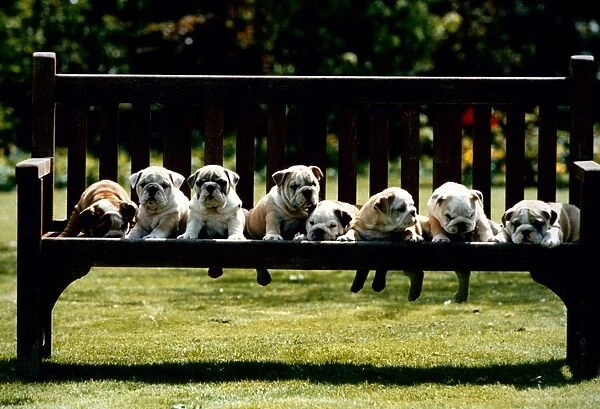 British Bulldog puppies on a park bench. May 1994