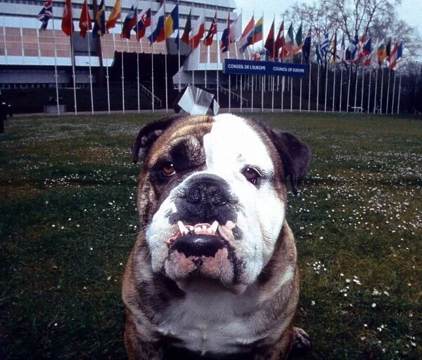 A British Bulldog showing his sharp teeth April 1995