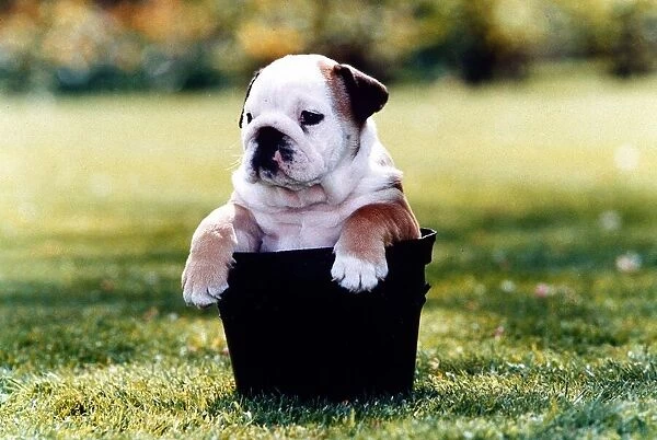 British Bulldog sitting in a Plant pot - May 1994