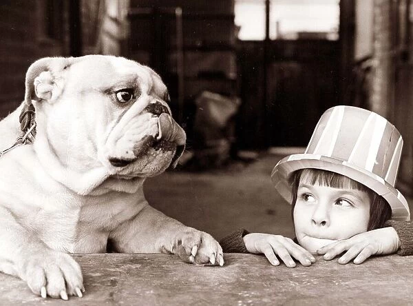 A British Bulldog and a young boy wearing a hat looking curiously at each other