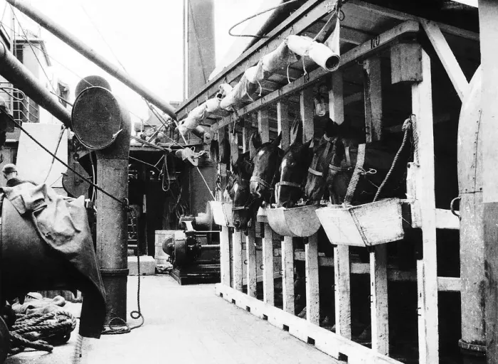 Framed Print : British cavalry horses onboard a transport ship 1915 sailing to France during Framed Print : British cavalry horses onboard a transport ship 1915 sailing to France during