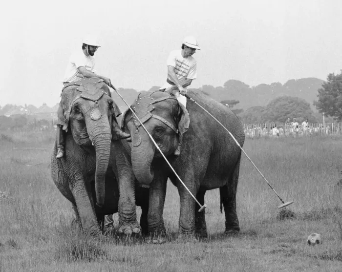 Framed Print : British Elephant Polo Championships July 1987 Practise Session Robert