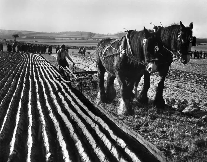 Framed Print : British National Championship Ploughing Match, Tadcaster Framed Print : British National Championship Ploughing Match, Tadcaster