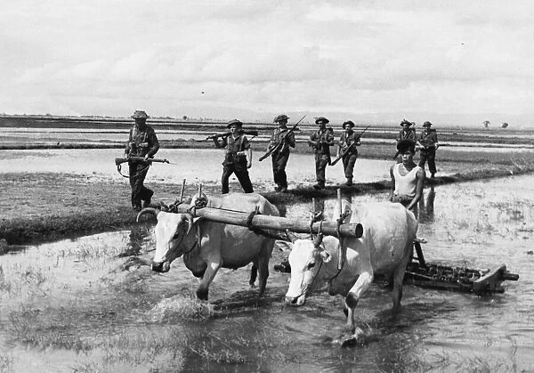 British patrol pass a Burmese farmer and oxen. 2nd August 1945
