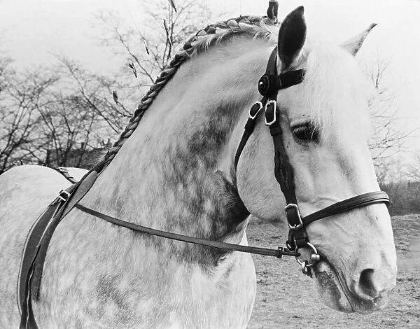 British Percheron Horse Society Show at Histon, Cambridge. 1  /  3  /  1951 B1012  /  1