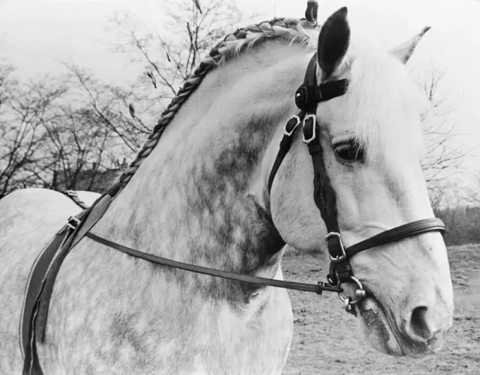 Framed Print : British Percheron Horse Society Show at Histon, Cambridge. 1 / 3 / 1951 B1012 / 1 Framed Print : British Percheron Horse Society Show at Histon, Cambridge. 1 / 3 / 1951 B1012 / 1