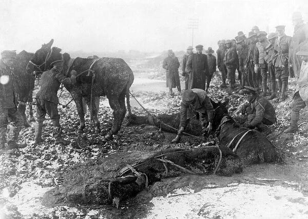 British troops attempt to rescue mules caught and trapped in a sea of mud just behind