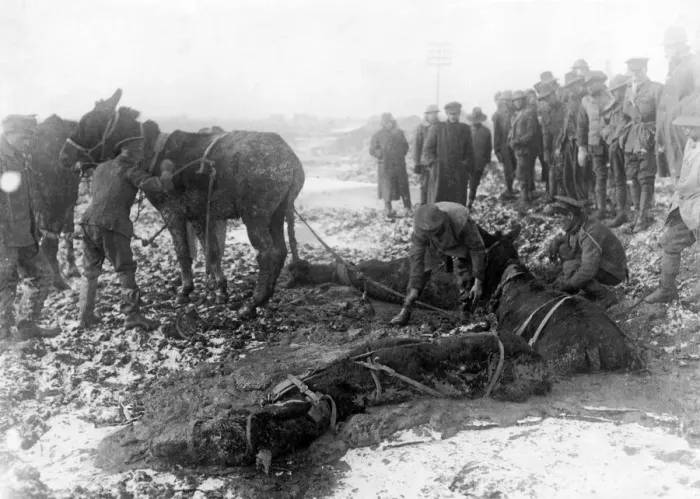 Framed Print : British troops attempt to rescue mules caught and trapped in a sea of mud just behind
